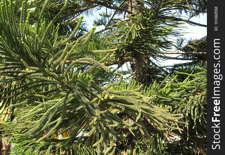 Tree, Pine Family, Plant, Spruce