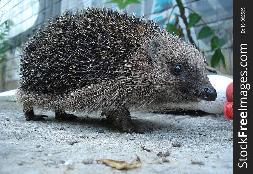 Hedgehog, Erinaceidae, Domesticated Hedgehog, Fauna