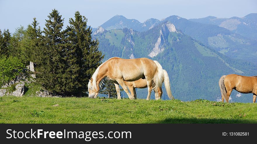 Pasture, Grassland, Horse, Grazing