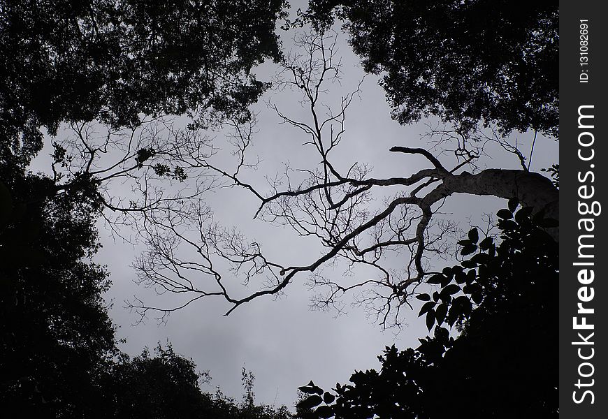 Sky, Tree, Branch, Nature