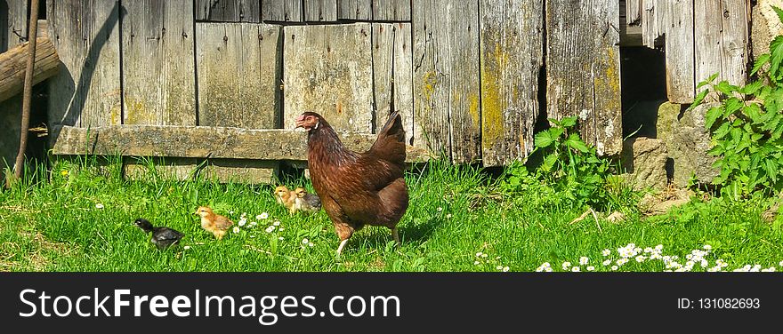 Chicken, Fauna, Galliformes, Grass