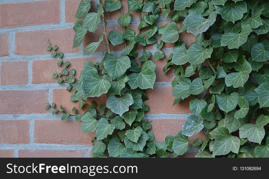 Plant, Leaf, Ivy, Herb