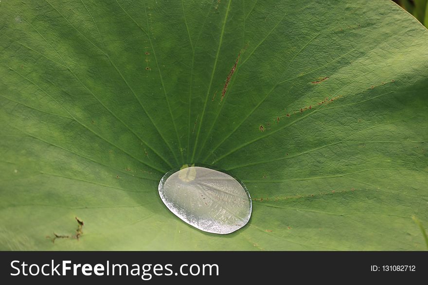 Leaf, Water, Plant, Moisture
