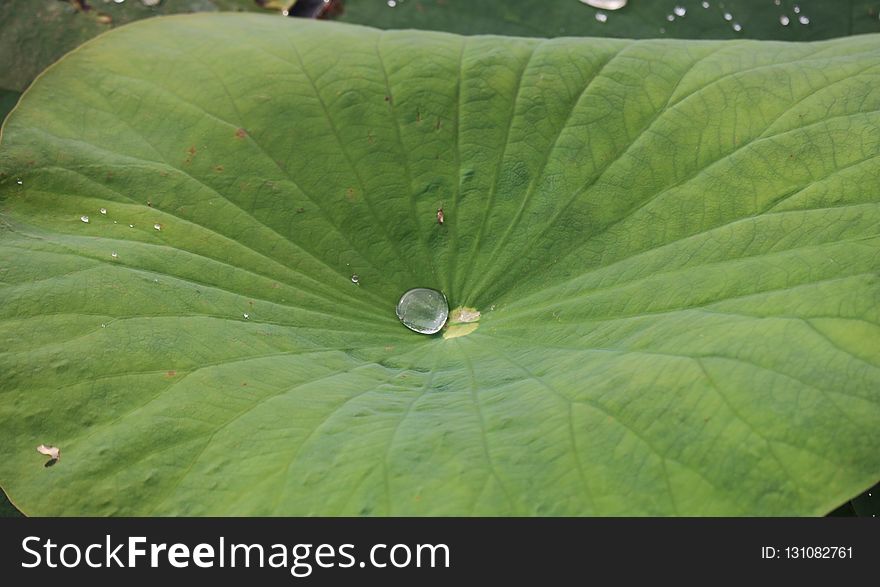 Leaf, Green, Plant, Water