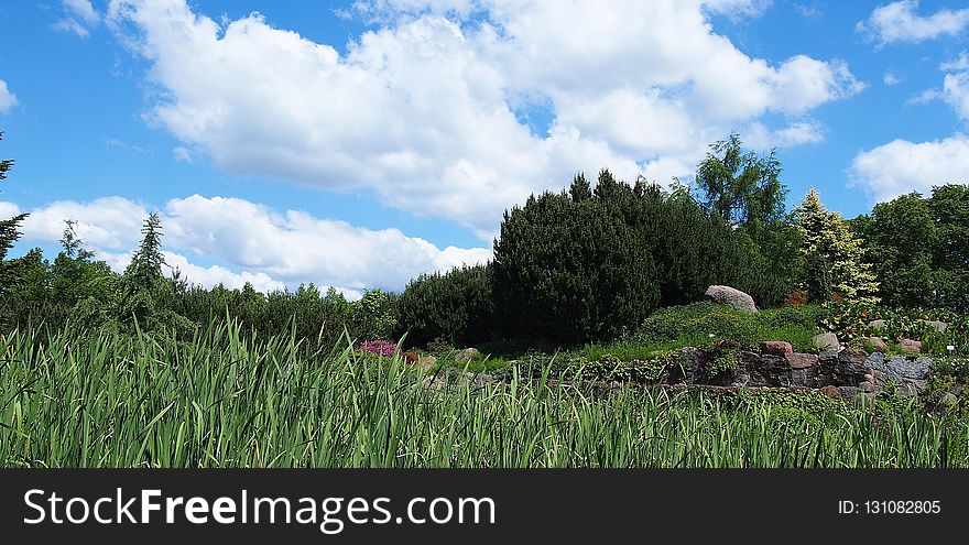 Vegetation, Ecosystem, Sky, Grass