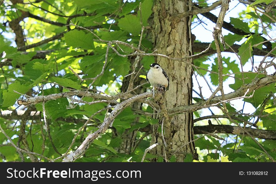 Bird, Fauna, Branch, Tree