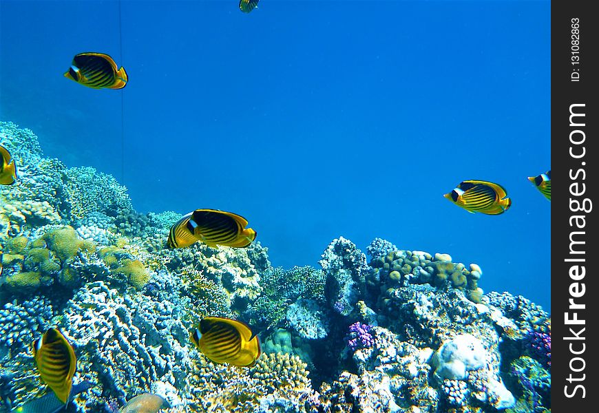 Coral Reef, Ecosystem, Coral Reef Fish, Underwater