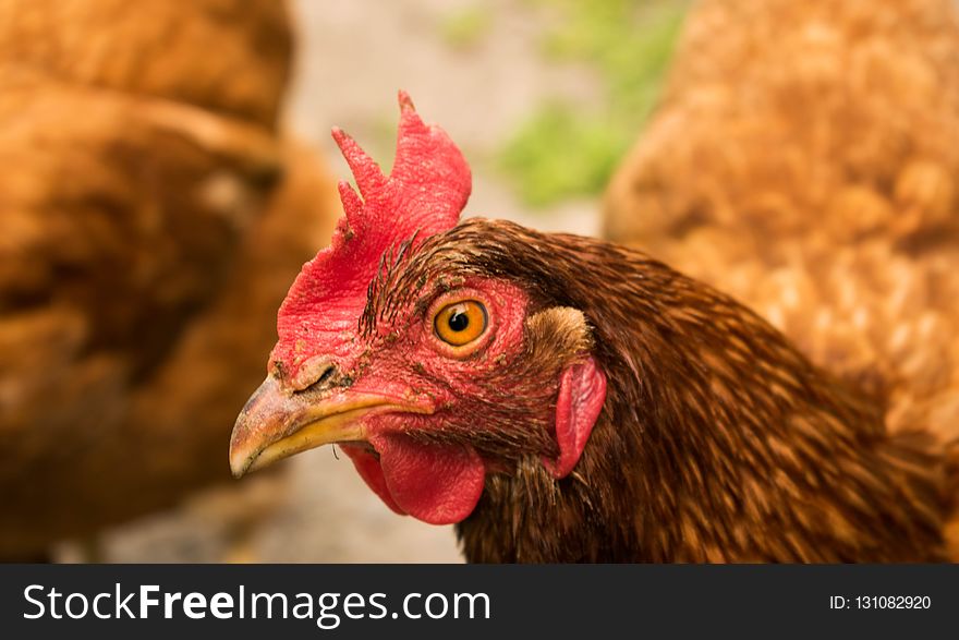 Chicken, Beak, Galliformes, Rooster