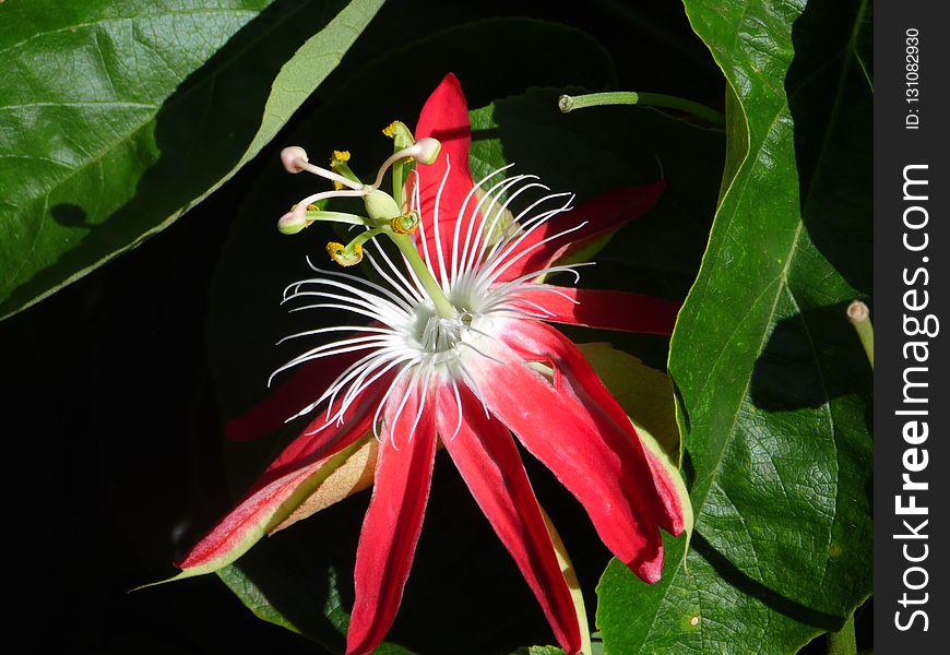 Flower, Plant, Passion Flower Family, Flora