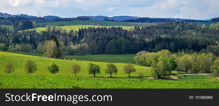 Grassland, Pasture, Ecosystem, Field