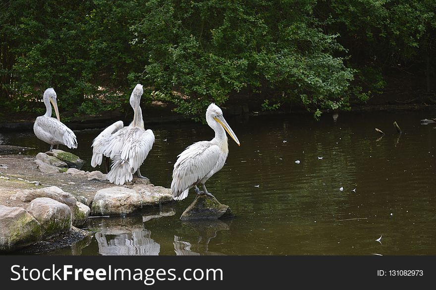 Bird, Pelican, Water, Fauna