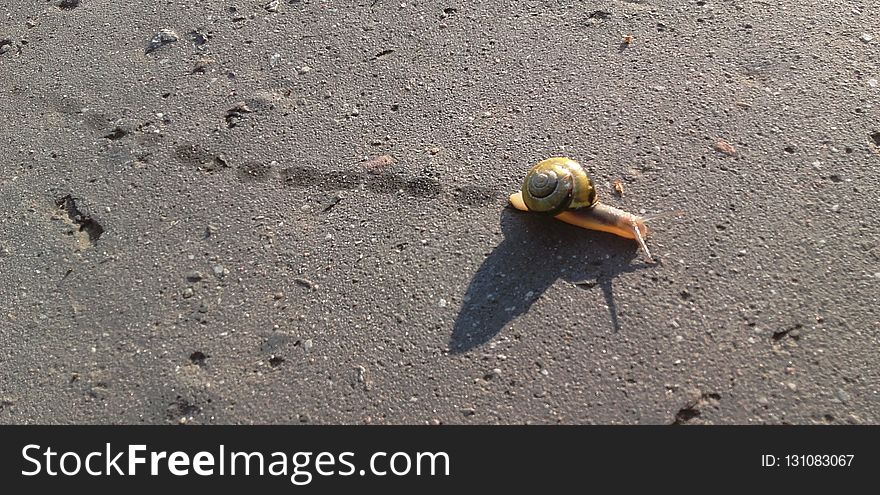Fauna, Snail, Snails And Slugs, Organism