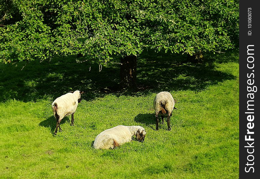 Grassland, Pasture, Grazing, Sheep