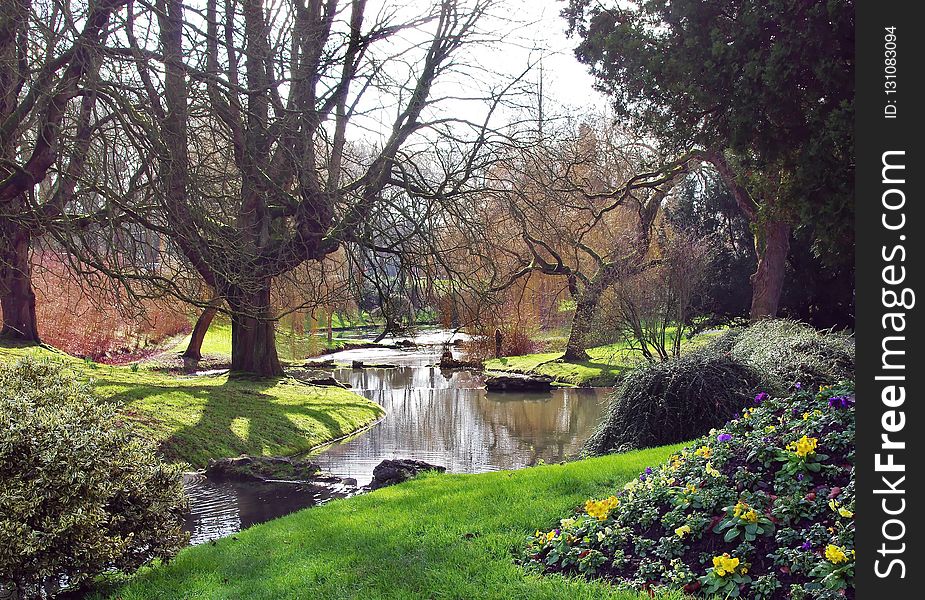 Water, Nature, Tree, Vegetation