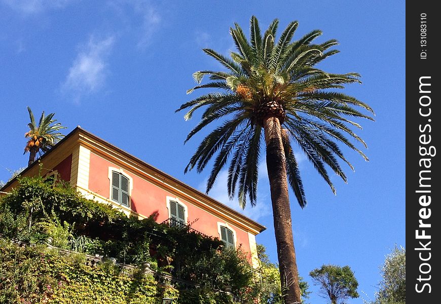 Sky, Palm Tree, Tree, Arecales