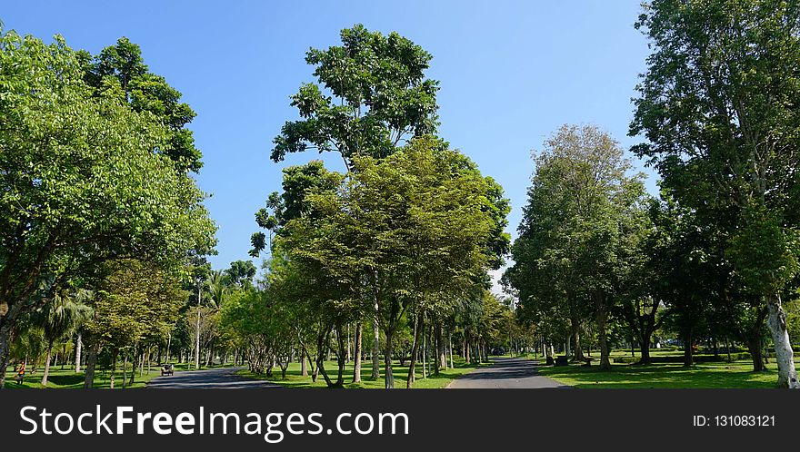 Tree, Sky, Park, Grove