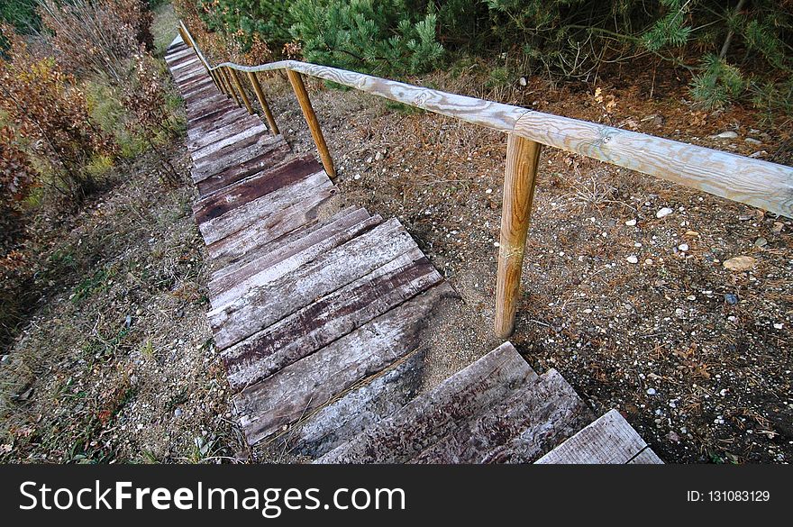 Path, Wood, Woodland, Walkway