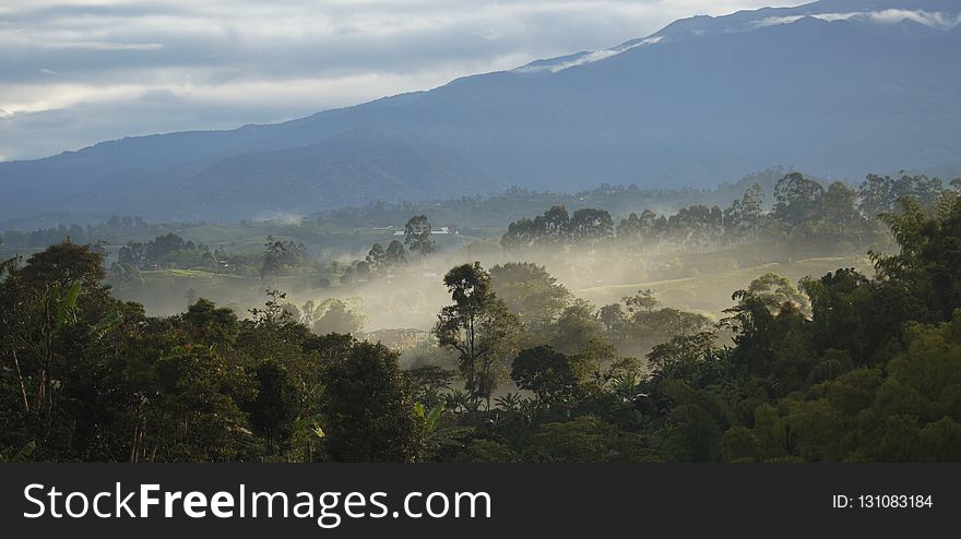 Vegetation, Mist, Sky, Nature Reserve