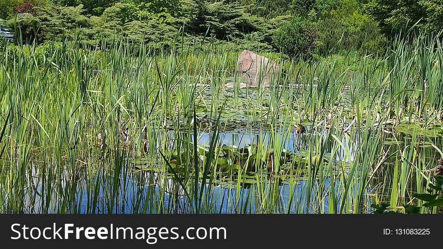 Vegetation, Ecosystem, Nature Reserve, Water