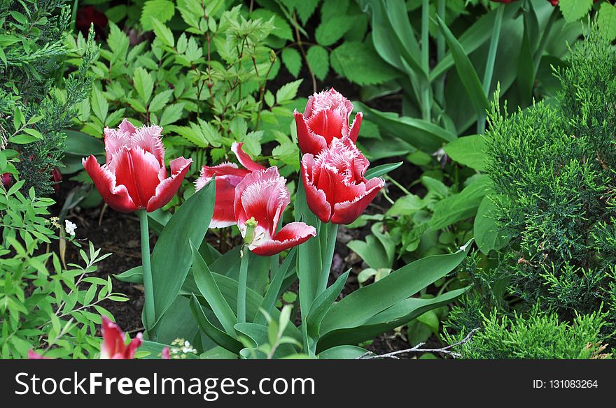 Plant, Flower, Flowering Plant, Tulip