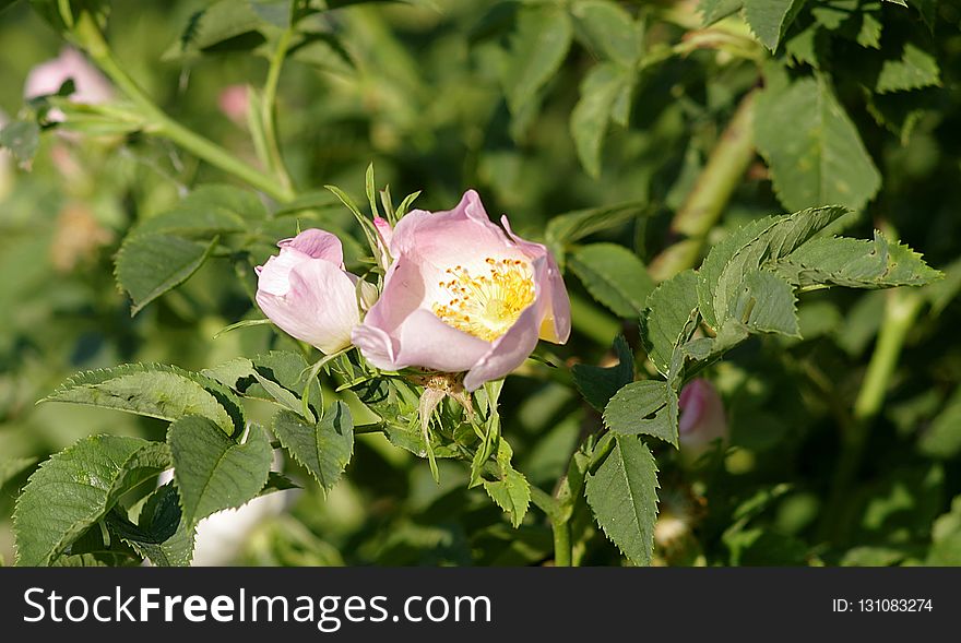 Flower, Rose Family, Plant, Rose