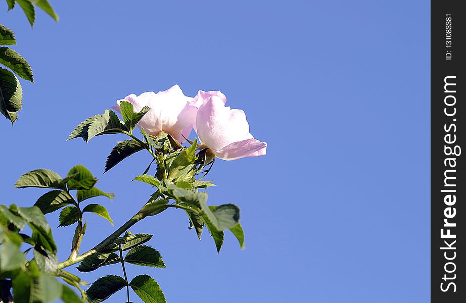 Sky, Flower, Rose Family, Plant