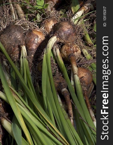 A bunch of onions with roots and stems. . A bunch of onions with roots and stems.