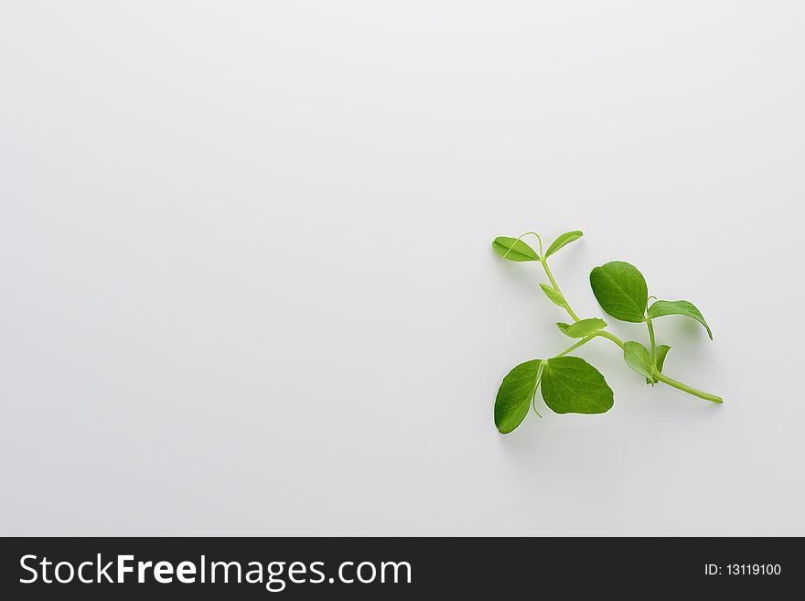 Fragile pea shoot isoplated on white