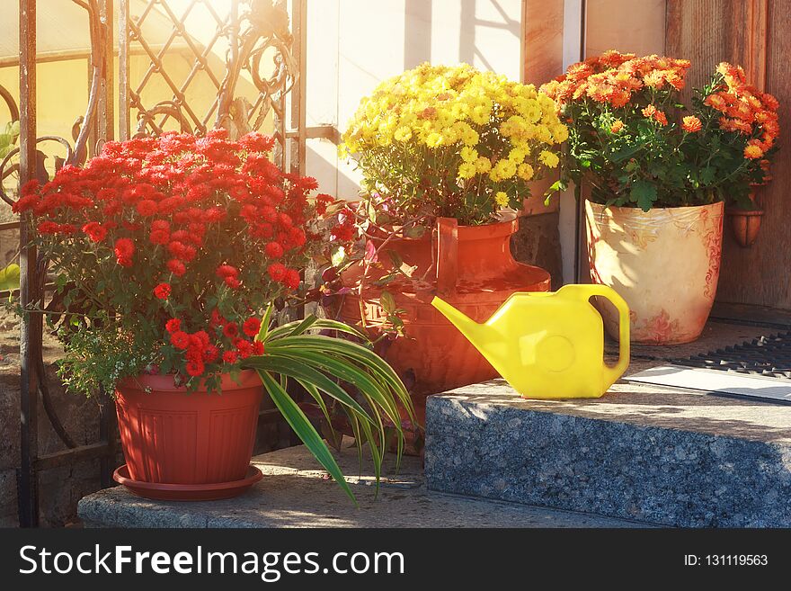 Colorful flowers in pots on home porch with watering can. Sunlight with decorative flowers on granite stairs.