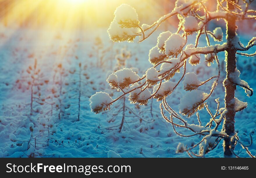 Winter snowy forest at sunset.