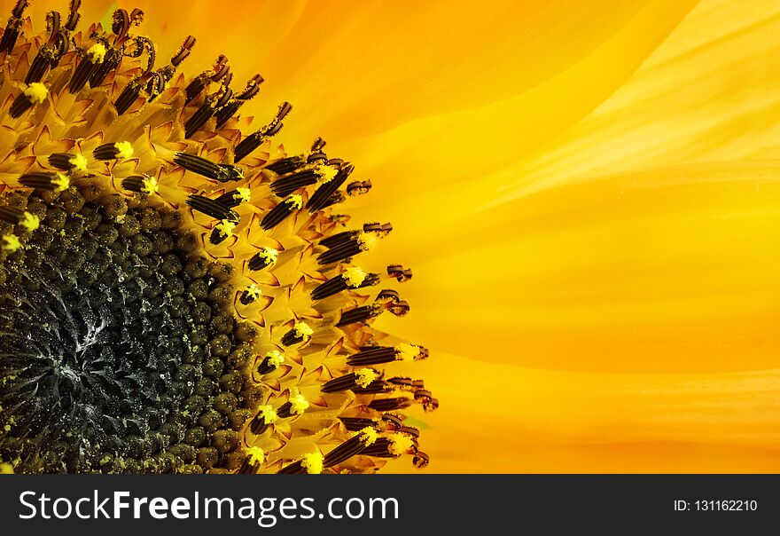 Close up macro photography yellow sunflower pollen. Macro shot.