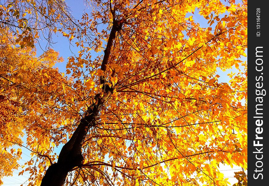 Tree, Autumn, Branch, Yellow