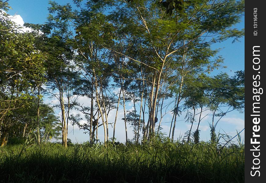 Vegetation, Ecosystem, Tree, Nature Reserve