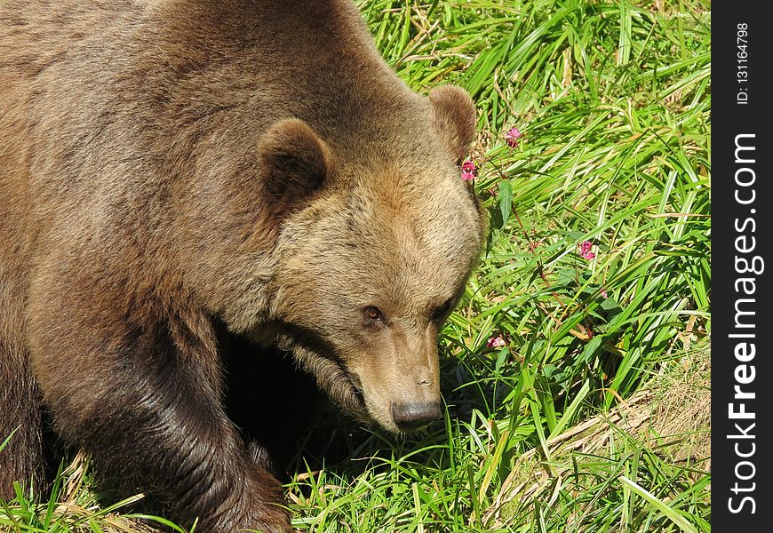 Brown Bear, Terrestrial Animal, Mammal, Bear