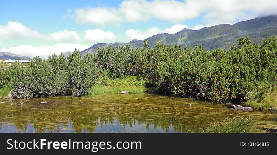 Vegetation, Nature, Nature Reserve, Ecosystem