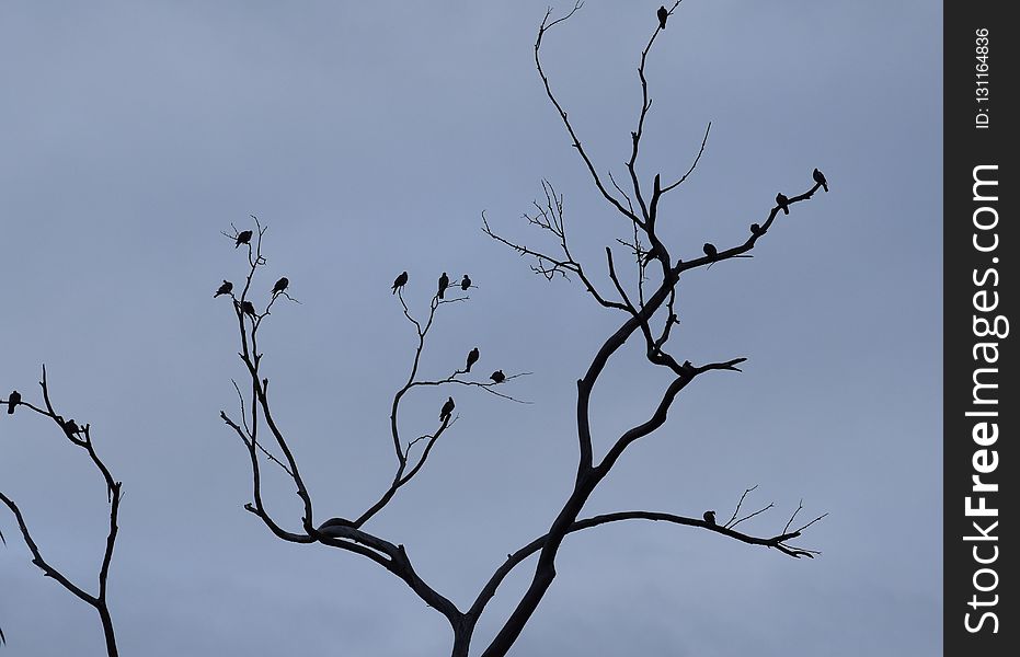 Branch, Sky, Tree, Twig