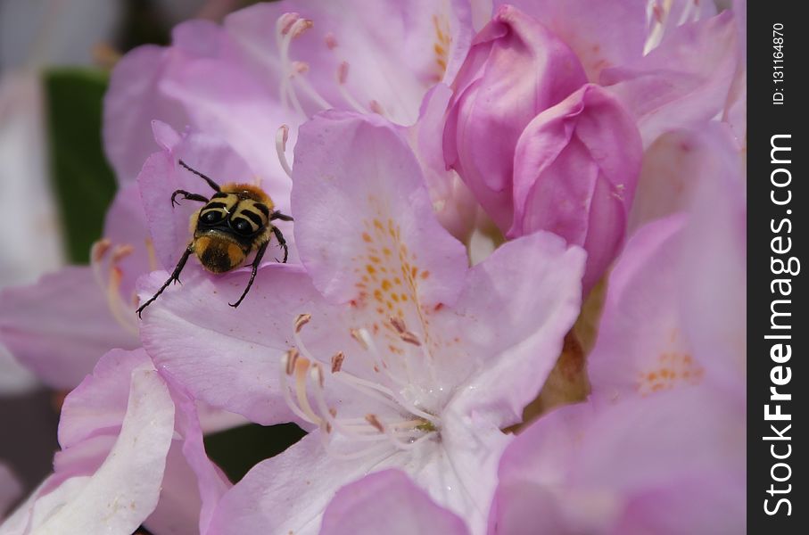Flower, Bee, Nectar, Honey Bee