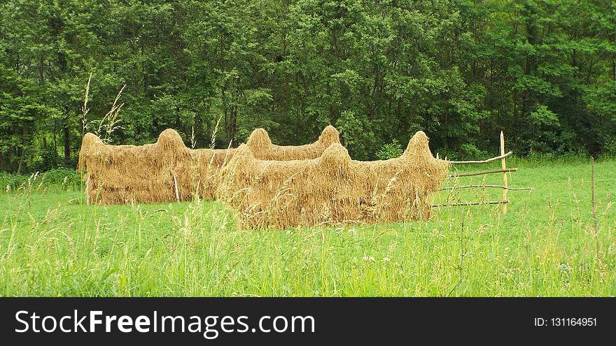 Hay, Grass, Pasture, Field