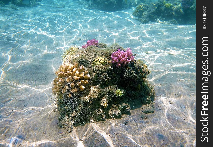 Coral Reef, Sea, Reef, Water