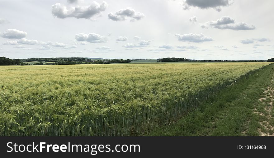 Crop, Field, Agriculture, Grass Family