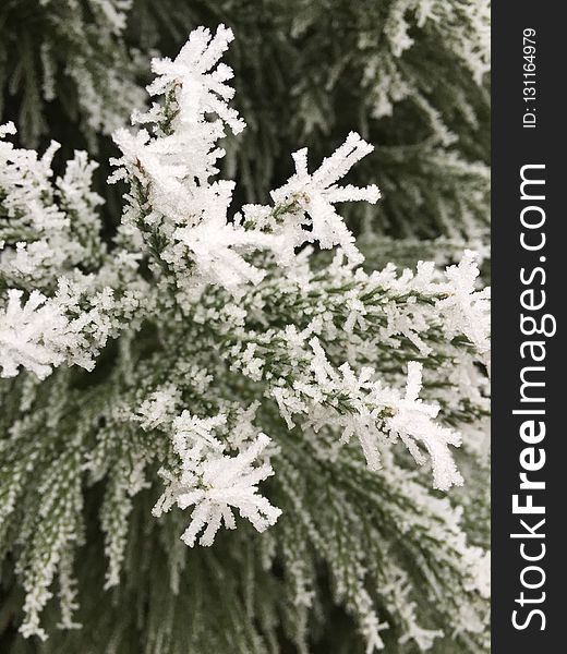 Flower, Frost, Plant, Black And White