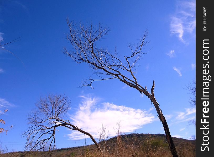 Sky, Branch, Tree, Ecosystem