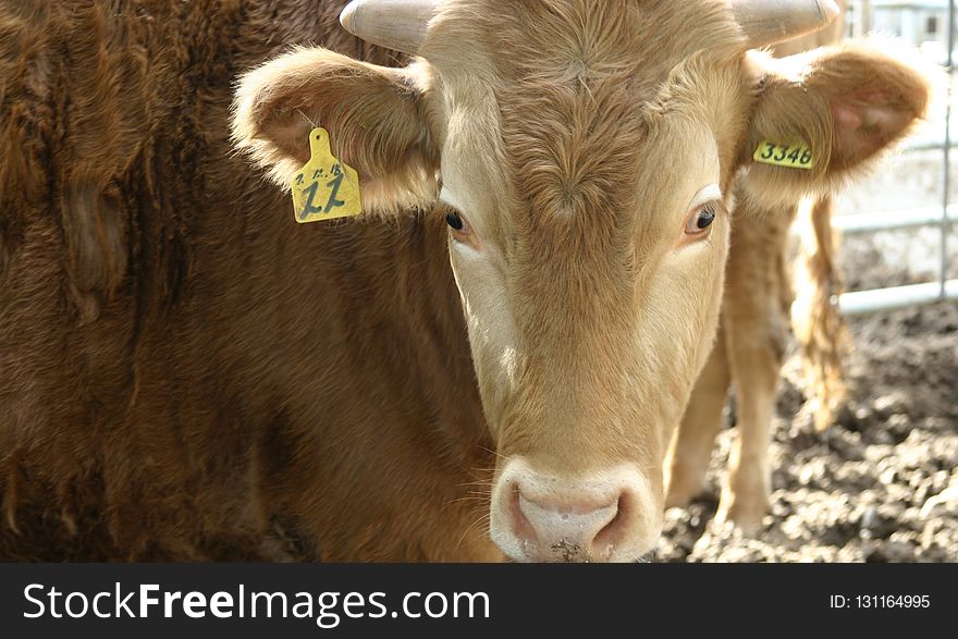 Cattle Like Mammal, Horn, Cow Goat Family, Calf