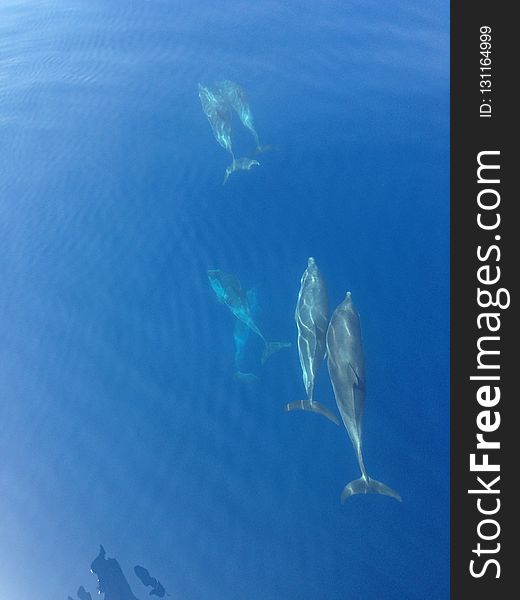 Dolphin, Marine Mammal, Whales Dolphins And Porpoises, Water