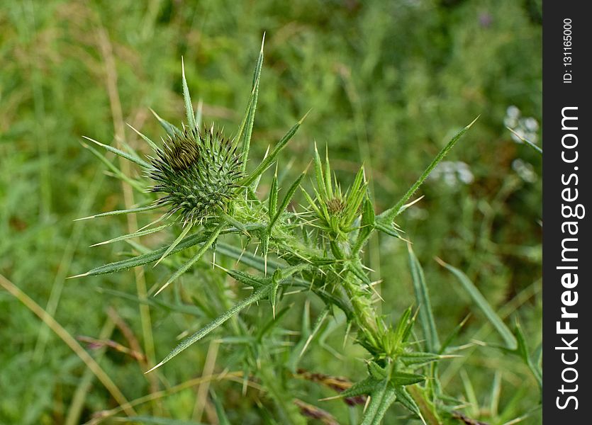 Plant, Flora, Thistle, Silybum
