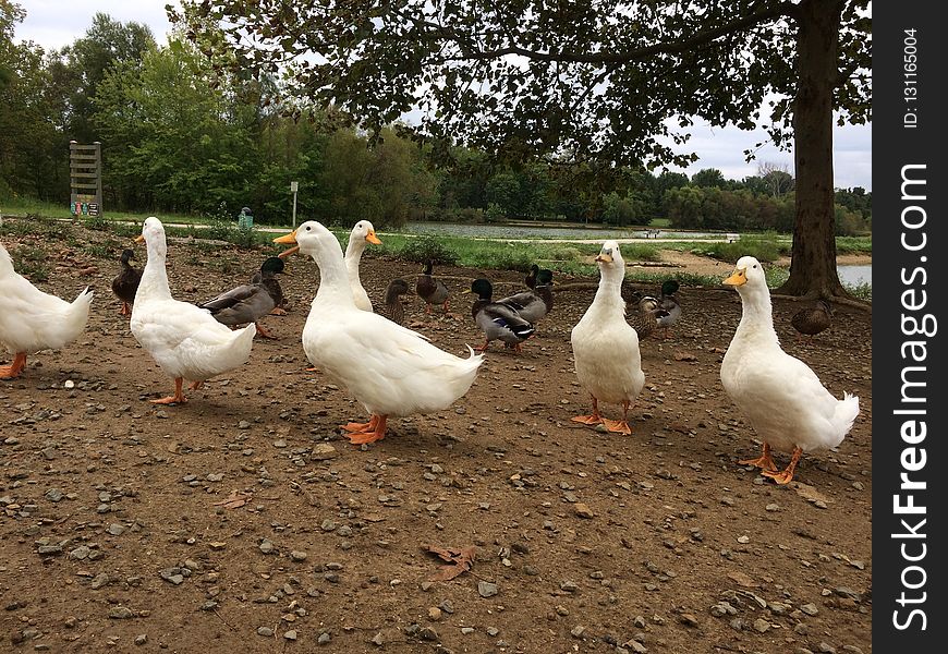 Duck, Water Bird, Ducks Geese And Swans, Bird