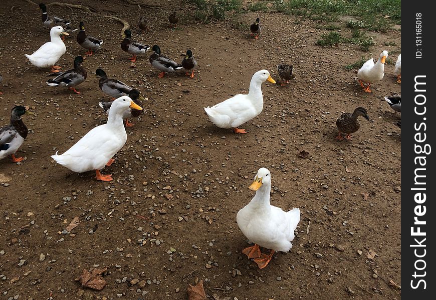 Duck, Bird, Water Bird, Ducks Geese And Swans