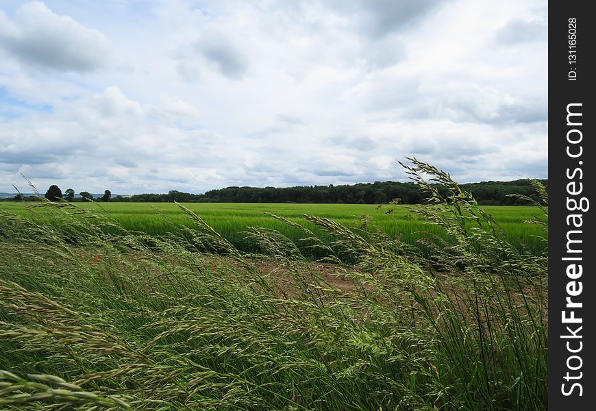 Grassland, Pasture, Prairie, Sky