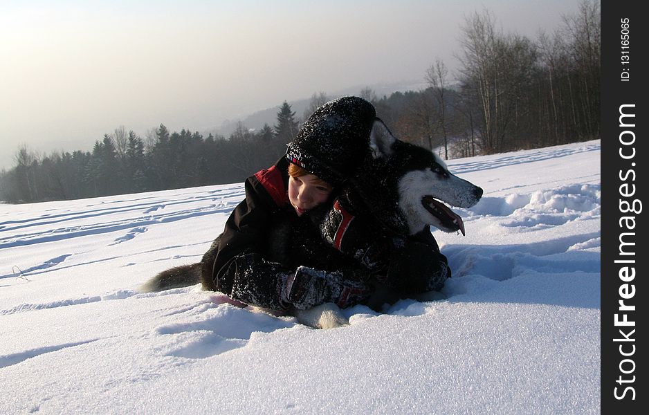 Snow, Winter, Dog Like Mammal, Mushing