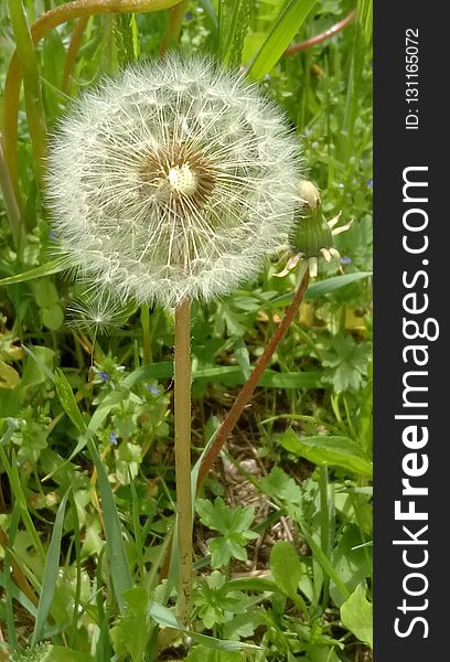 Flower, Plant, Dandelion, Flora